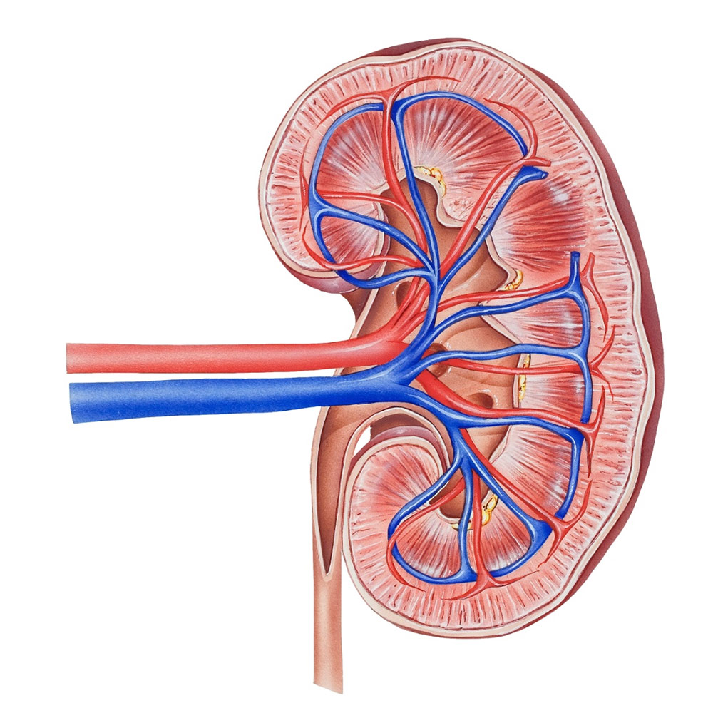 kidney-1000x1000.jpg